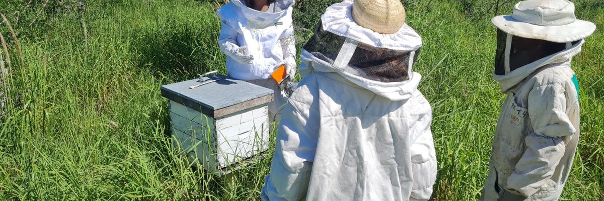 01 Apicultura (2)