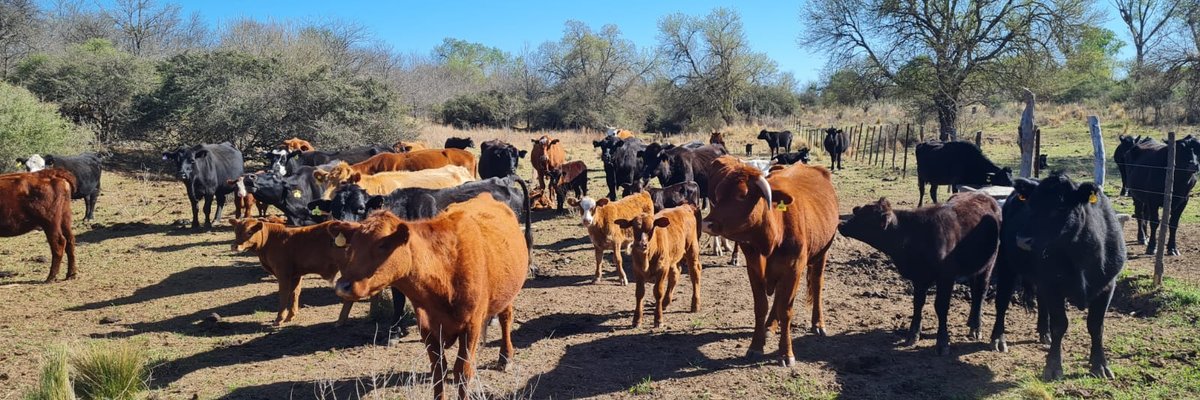 04 Ganaderia Mayor (1)