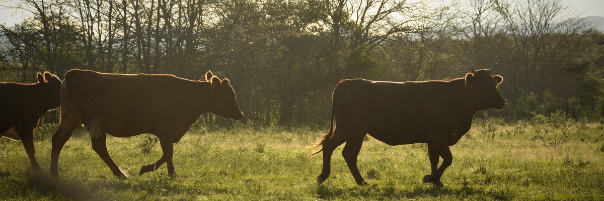 Produccion - vacas